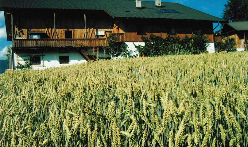 Cereals field Reischach