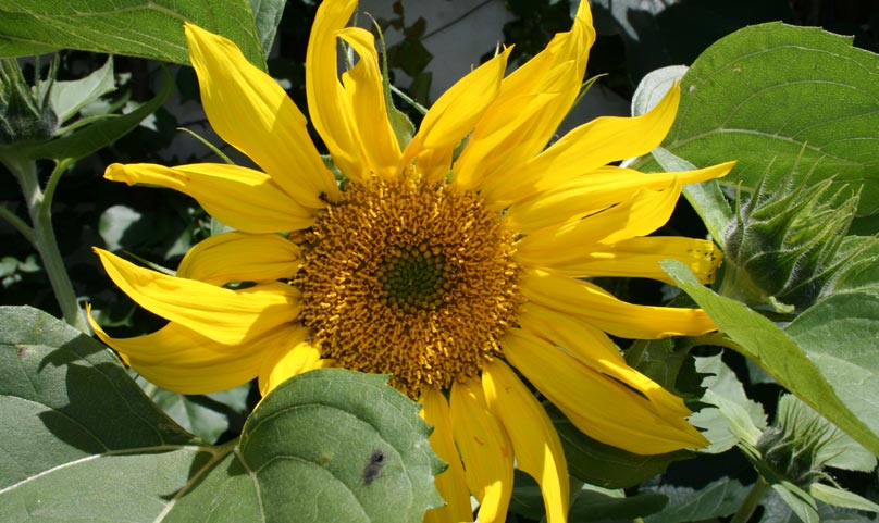 Stefanhof Blumen