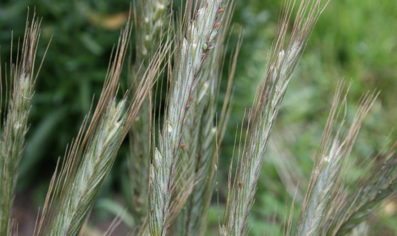 cereals field Reischach  Kronplatz