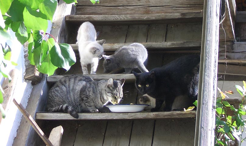 Stefanhof Katzen beim Milch trinken