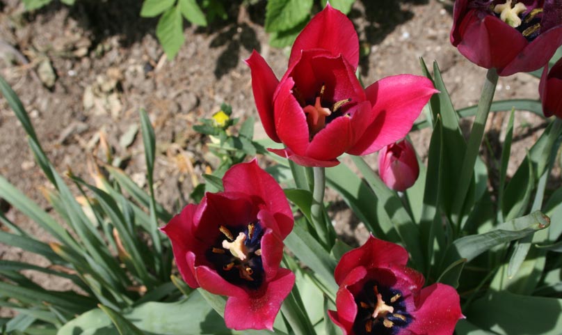 Tulpen in Reischach